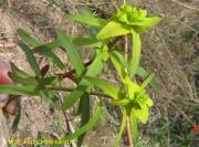 Euphorbia kansui T. N